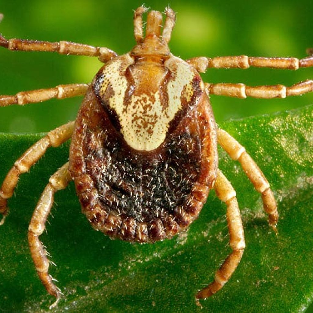 FEBRE MACULOSA: PREFEITURA DE SABARÁ ALERTA A POPULAÇÃO SOBRE A DOENÇA