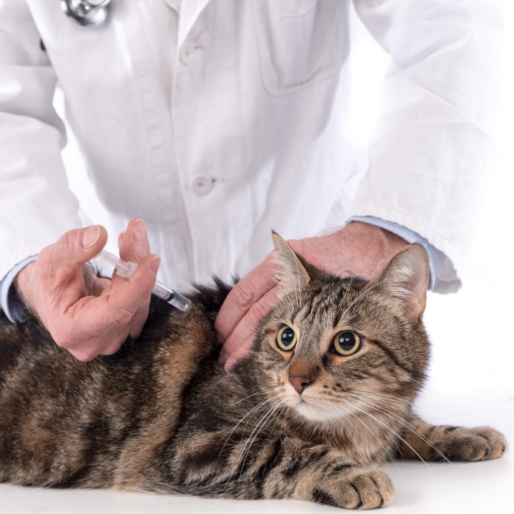 CÃES E GATOS: CAMPANHA DE VACINAÇÃO ANTIRRÁBICA INICIA NESTE SÁBADO (26/8)