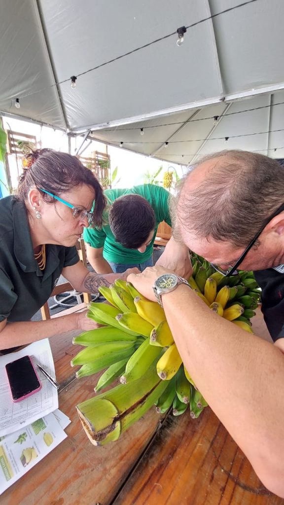 BANANA: CONCURSO MAIORES E MELHORES CACHOS DE BANANAS