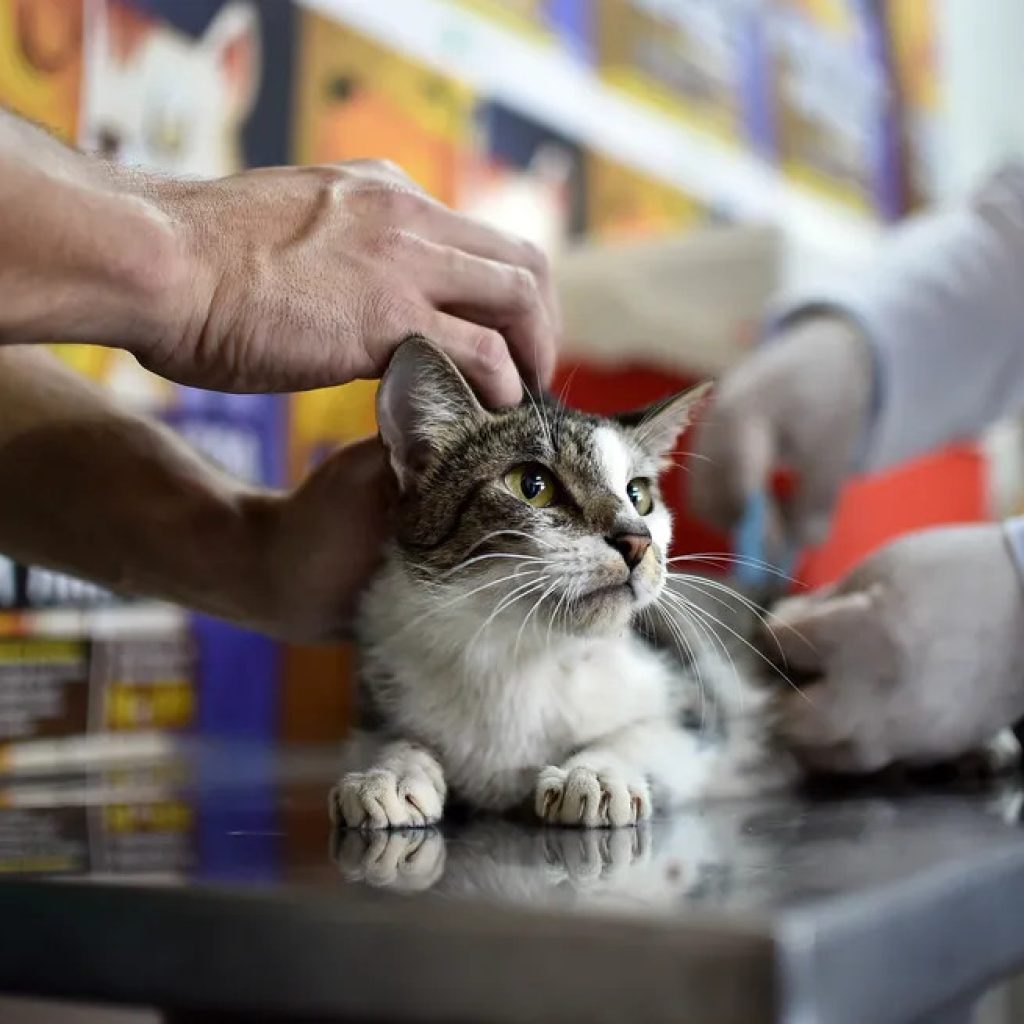 CÃES E GATOS: 2ª ETAPA DA CAMPANHA DE VACINAÇÃO ANTIRRÁBICA ACONTECE NESTE SÁBADO (16/9), NAS REGIONAIS BORGES E RAVENA