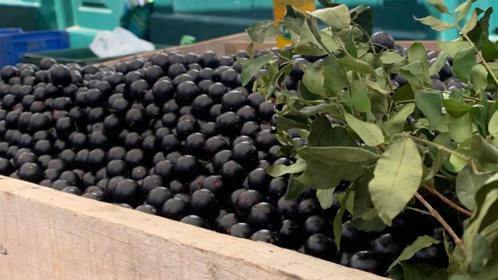 NOTÍCIA TBT: JABUTICABA É ELEITA A 2ª MELHOR FRUTA DO MUNDO EM RANKING MUNDIAL